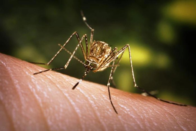 Japanese Encephalitis Detected in 37 Nepal Districts, 131 Cases Confirmed
