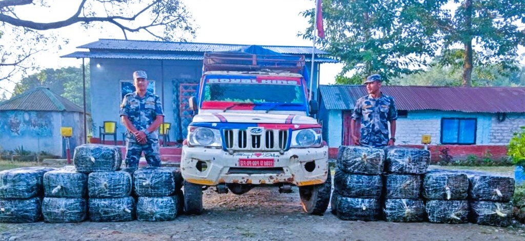 Confiscated packets of marijuana and the impounded pickup truck at the Armed Police Force post in Morang
